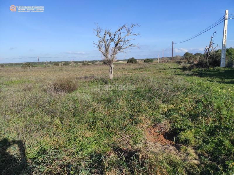 Foto 9a4f2999-1c5d-4000-a041-ae0f709caeee. Terreny residencial a carretera rafal llinas a Ses Salines poble Ses Salines Foto 9a4f2999-1c5d-4000-a041-ae0f709caeee. Terreny residencial a carretera rafal llinas a Ses Salines poble Ses Salines