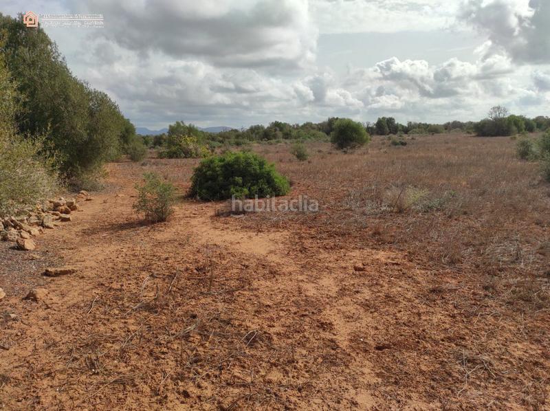 Foto b7bdf634-395a-4e15-bd43-329bff6240cc. Terreny residencial a carretera rafal llinas a Ses Salines poble Ses Salines Foto b7bdf634-395a-4e15-bd43-329bff6240cc. Terreny residencial a carretera rafal llinas a Ses Salines poble Ses Salines