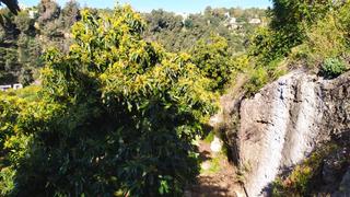 Finca rústica a Paraje almachares 15. Terreno en venta frigiliana con 2200 m2 con pequeño apero Finca rústica a Paraje almachares 15. Terreno en venta frigiliana con 2200 m2 con pequeño apero