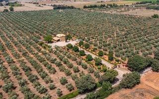 Business premise Diseminado pol.3. Finca olivos palma de mallorca Business premise Diseminado pol.3. Finca olivos palma de mallorca