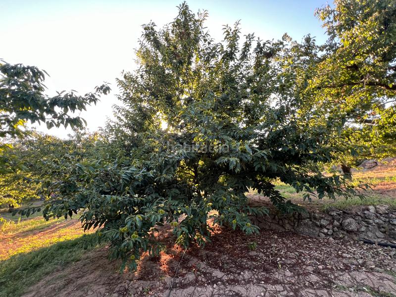 Foto 9f9a4530-4618-41f5-a253-6613c60c9c44. Finca rústica a n/a a Garganta la Olla Foto 9f9a4530-4618-41f5-a253-6613c60c9c44. Finca rústica a n/a a Garganta la Olla