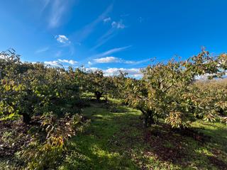 Rural plot in Avenida de la constitución 108 Rural plot in Avenida de la constitución 108