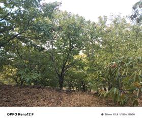 Landgut in N/a. Venta de castaños en el valle del jerte, barrado Landgut in N/a. Venta de castaños en el valle del jerte, barrado