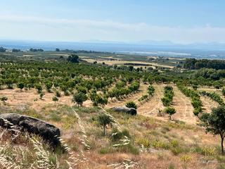 Rural plot in Ex-392 pk 16. Venta de finca de cerezos e higueras en jaraiz de la vera Rural plot in Ex-392 pk 16. Venta de finca de cerezos e higueras en jaraiz de la vera