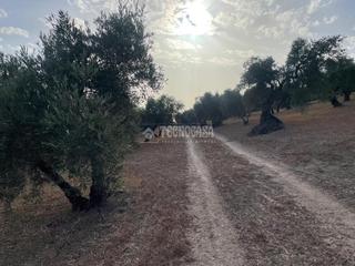 Finca rústica a Güevéjar. Terrenos en venta en gevéjar Finca rústica a Güevéjar. Terrenos en venta en gevéjar