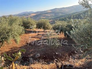 Residential Plot in Periana Residential Plot in Periana