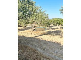 Finca rústica a Centro. Parcela en venta en centro Finca rústica a Centro. Parcela en venta en centro