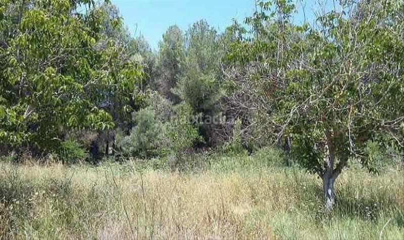 Foto 21a330be-fa6e-42ed-be20-d698f1f38bd0. Fondo rustico in Orxa (l´) Foto 21a330be-fa6e-42ed-be20-d698f1f38bd0. Fondo rustico in Orxa (l´)