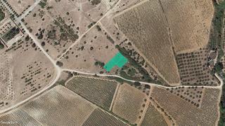 Finca rústica C/ llevant. Solvia inmobiliaria suelo urbanizable sant jaume dels domenys Finca rústica C/ llevant. Solvia inmobiliaria suelo urbanizable sant jaume dels domenys