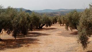 Residential Plot in Cahicena 10. Tu suelo al mejor precio en venta en priego de córdoba córdoba. Residential Plot in Cahicena 10. Tu suelo al mejor precio en venta en priego de córdoba córdoba.