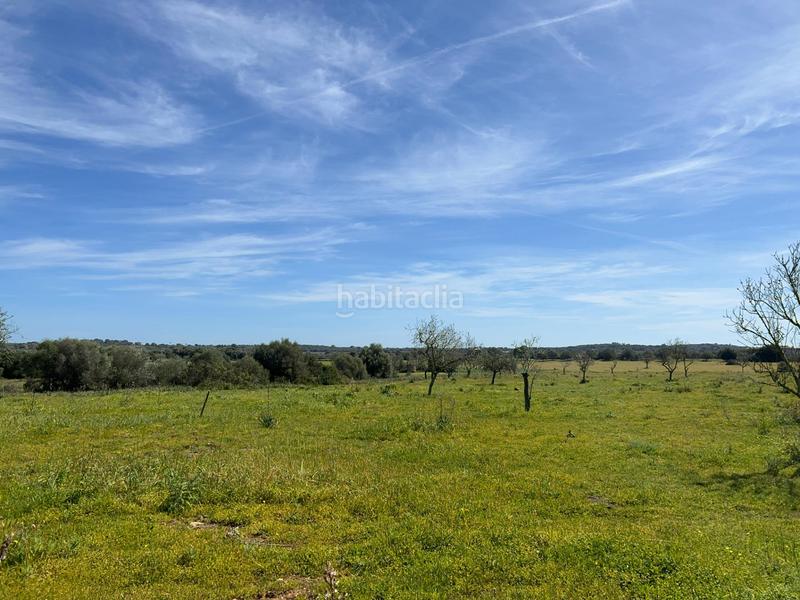 Foto 0dc8231a-7d74-4fa4-86d2-b61063ced2b1. Finca rústica a Ses Salines poble Ses Salines Foto 0dc8231a-7d74-4fa4-86d2-b61063ced2b1. Finca rústica a Ses Salines poble Ses Salines