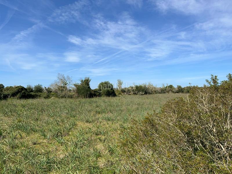 Foto 209a054a-0e8f-4b2a-9109-ff9d79513289. Finca rústica a Ses Salines poble Ses Salines Foto 209a054a-0e8f-4b2a-9109-ff9d79513289. Finca rústica a Ses Salines poble Ses Salines