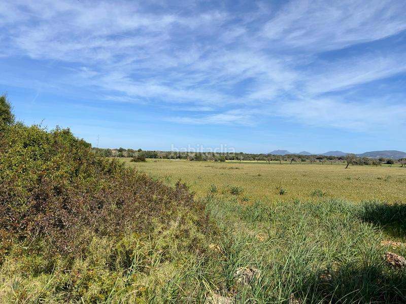 Foto 219fec52-dca2-4208-9e5a-d22a3a9b39ad. Finca rústica a Ses Salines poble Ses Salines Foto 219fec52-dca2-4208-9e5a-d22a3a9b39ad. Finca rústica a Ses Salines poble Ses Salines