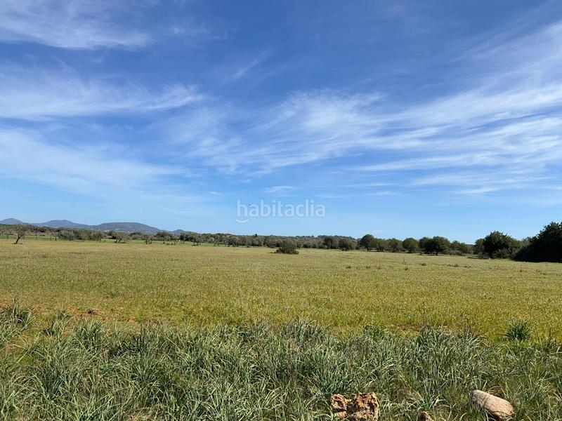 Foto 32149f0a-4c5f-40c4-bdd3-b208c7759a6b. Finca rústica a Ses Salines poble Ses Salines Foto 32149f0a-4c5f-40c4-bdd3-b208c7759a6b. Finca rústica a Ses Salines poble Ses Salines