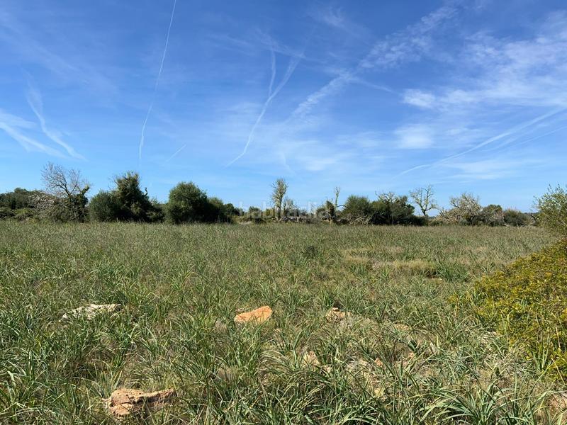 Foto 39505785-56ed-4e43-b2c3-04a9840fa8aa. Finca rústica a Ses Salines poble Ses Salines Foto 39505785-56ed-4e43-b2c3-04a9840fa8aa. Finca rústica a Ses Salines poble Ses Salines