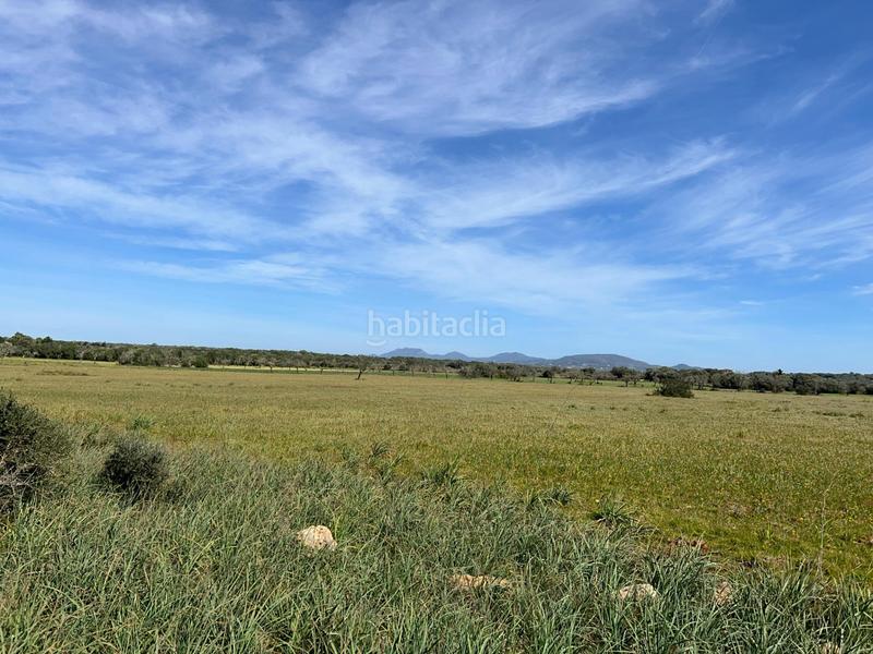 Foto 54bf2b06-7821-45d6-8bec-652e81508b9d. Finca rústica a Ses Salines poble Ses Salines Foto 54bf2b06-7821-45d6-8bec-652e81508b9d. Finca rústica a Ses Salines poble Ses Salines