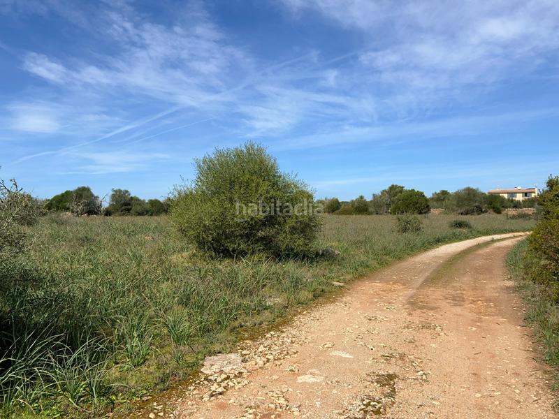 Foto 567902c2-2b2c-4101-a3e6-e9c34f8ef397. Finca rústica a Ses Salines poble Ses Salines Foto 567902c2-2b2c-4101-a3e6-e9c34f8ef397. Finca rústica a Ses Salines poble Ses Salines