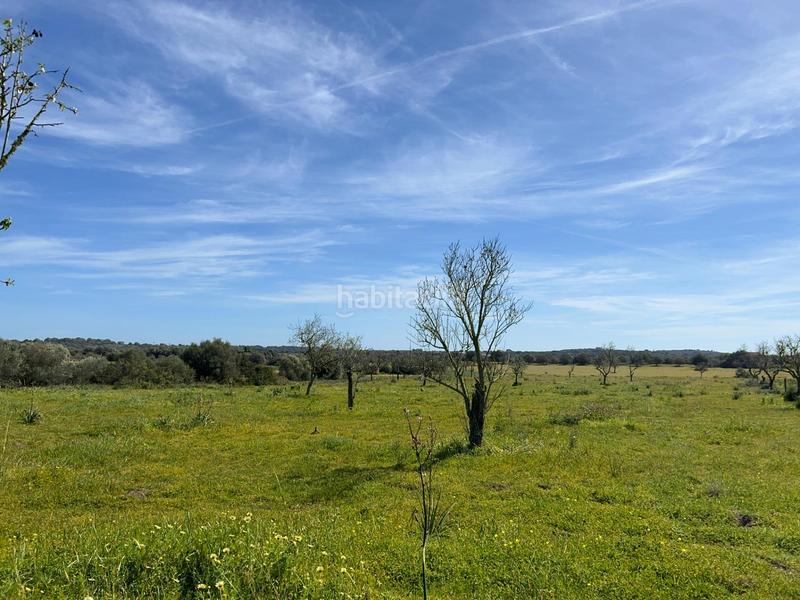Foto 8f3dc9c0-943b-4197-9a7f-fe7a222711ae. Finca rústica a Ses Salines poble Ses Salines Foto 8f3dc9c0-943b-4197-9a7f-fe7a222711ae. Finca rústica a Ses Salines poble Ses Salines