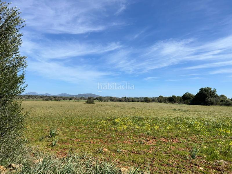 Foto c14fc7be-03d7-4c99-80e1-188aaf15134f. Finca rústica a Ses Salines poble Ses Salines Foto c14fc7be-03d7-4c99-80e1-188aaf15134f. Finca rústica a Ses Salines poble Ses Salines