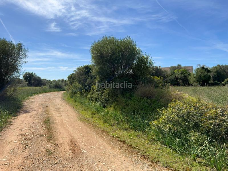 Foto c2f61bab-28a7-4a56-ab3c-9c35edc9df9a. Finca rústica a Ses Salines poble Ses Salines Foto c2f61bab-28a7-4a56-ab3c-9c35edc9df9a. Finca rústica a Ses Salines poble Ses Salines