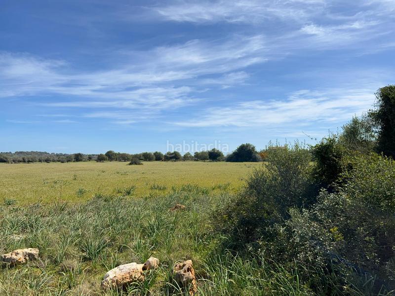 Foto cfc90c5d-835f-46af-b922-6a5d58a6fbd9. Finca rústica a Ses Salines poble Ses Salines Foto cfc90c5d-835f-46af-b922-6a5d58a6fbd9. Finca rústica a Ses Salines poble Ses Salines