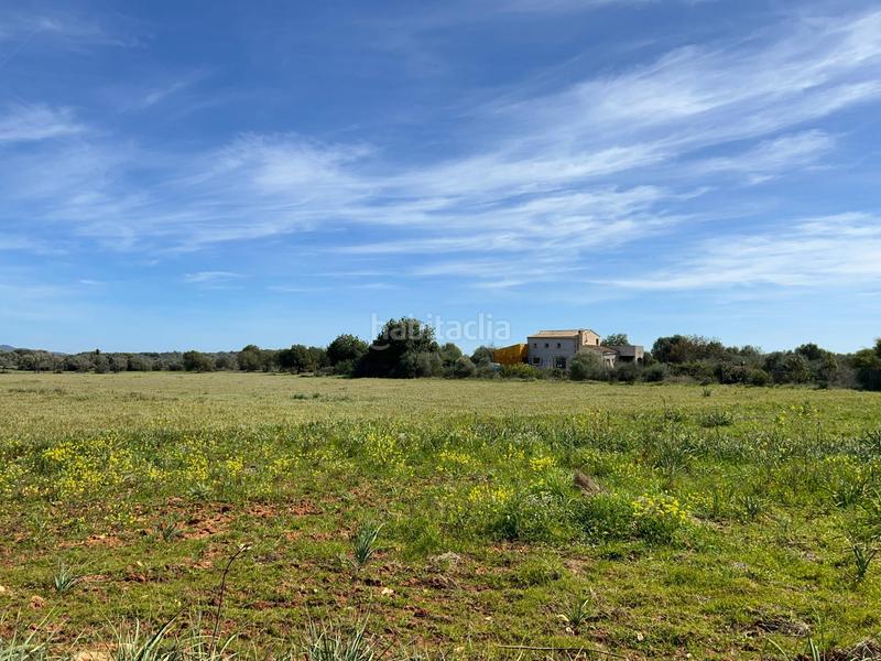 Foto d4e58208-b0af-4ab5-8e38-860292a33b4b. Finca rústica a Ses Salines poble Ses Salines Foto d4e58208-b0af-4ab5-8e38-860292a33b4b. Finca rústica a Ses Salines poble Ses Salines