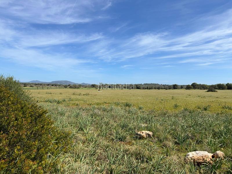 Foto dd97fd6d-9609-42a0-a345-400a088e1acf. Finca rústica a Ses Salines poble Ses Salines Foto dd97fd6d-9609-42a0-a345-400a088e1acf. Finca rústica a Ses Salines poble Ses Salines