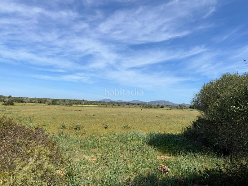 Foto e6214416-e039-4ec8-9d6e-34fb20efbcf9. Finca rústica a Ses Salines poble Ses Salines Foto e6214416-e039-4ec8-9d6e-34fb20efbcf9. Finca rústica a Ses Salines poble Ses Salines
