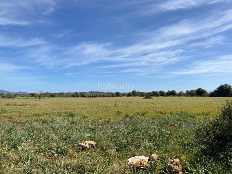 Foto fe496de0-df11-4597-85c3-4d3a15e4a13f. Finca rústica a Ses Salines poble Ses Salines Foto fe496de0-df11-4597-85c3-4d3a15e4a13f. Finca rústica a Ses Salines poble Ses Salines