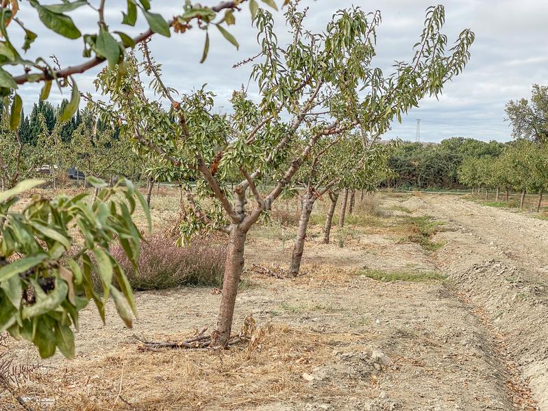 Foto 7b1d56f9-8100-4145-81f3-d03c8df58849. Landgut in camino durcal 10t in Carretera de Granada-La Alcazaba Alhendín Foto 7b1d56f9-8100-4145-81f3-d03c8df58849. Landgut in camino durcal 10t in Carretera de Granada-La Alcazaba Alhendín