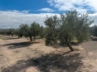 Finca rústica  Calle granada. : venta de 33 marjales de olivar en atarfe Finca rústica  Calle granada. : venta de 33 marjales de olivar en atarfe