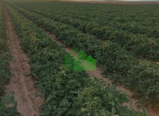 Residential Plot in Montijo. T569  venta de terreno muy cerca de la poblacion    reservado pa Residential Plot in Montijo. T569  venta de terreno muy cerca de la poblacion    reservado pa