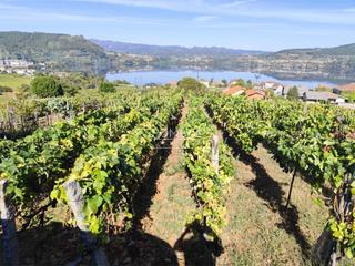 Terrain résidentiel à Castrelo de Miño Terrain résidentiel à Castrelo de Miño