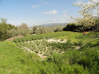 Finca rústica a Iruela (La). Huerta con olivas y árboles frutales, con buen acceso y a 2 kiló Finca rústica a Iruela (La). Huerta con olivas y árboles frutales, con buen acceso y a 2 kiló