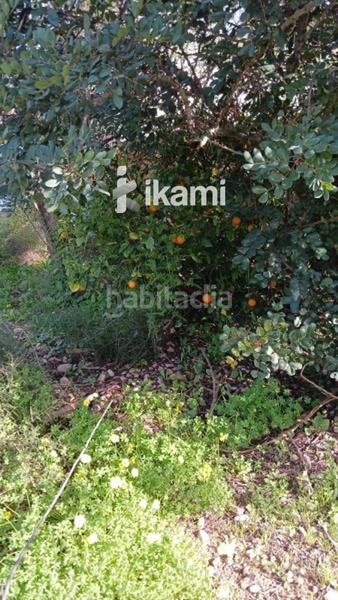 Foto 73a5ba42-8275-4969-85b1-dfda03af1b51. Finca rústica a Poblets (els) Foto 73a5ba42-8275-4969-85b1-dfda03af1b51. Finca rústica a Poblets (els)