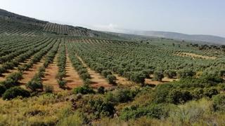 Finca rústica Camino de las cabezas. Terreno en venta en lugar paraje las cabezas, montizón, jaén Finca rústica Camino de las cabezas. Terreno en venta en lugar paraje las cabezas, montizón, jaén