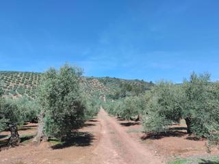 Finca rústica Calle santa teresa de jesus. Promoción de terrenos en venta en pre. el romeral en la provinci Finca rústica Calle santa teresa de jesus. Promoción de terrenos en venta en pre. el romeral en la provinci