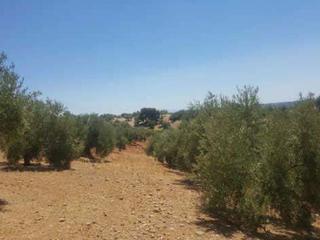 Finca rústica a Siles. Promoción de terrenos en venta en pre. fresnedilla en la provinc Finca rústica a Siles. Promoción de terrenos en venta en pre. fresnedilla en la provinc