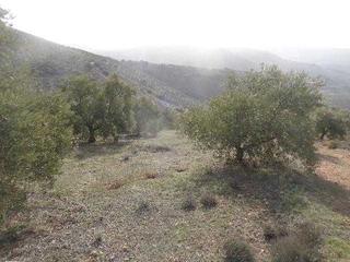 Finca rústica Calle calesera. Finca agraria en venta en huelma (jaén) Finca rústica Calle calesera. Finca agraria en venta en huelma (jaén)