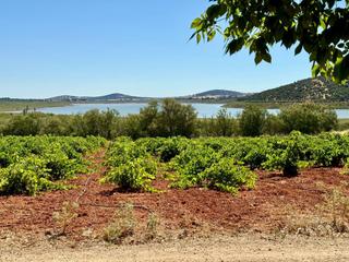 Masia a Valdepeñas. Finca rúst. en venta en carretera de cozar, 1 dormitorio. Masia a Valdepeñas. Finca rúst. en venta en carretera de cozar, 1 dormitorio.