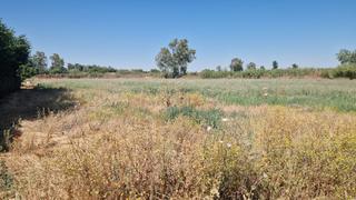 Alquiler Finca rústica en Coronada (La). Rustica en venta crt. la coronada Alquiler Finca rústica en Coronada (La). Rustica en venta crt. la coronada