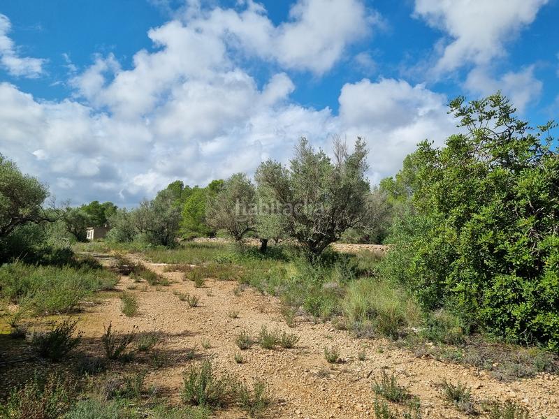 Foto de344794-b554-4551-a5fc-80e90c716378. Fondo rustico in carrer andreu llambrich 48 in L´Ametlla de Mar Ametlla de Mar (L´) Foto de344794-b554-4551-a5fc-80e90c716378. Fondo rustico in carrer andreu llambrich 48 in L´Ametlla de Mar Ametlla de Mar (L´)