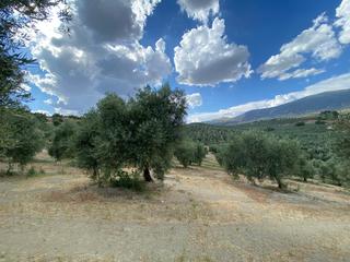 Finca rústica a Cambil. Finca con 12 hectareas en cambil Finca rústica a Cambil. Finca con 12 hectareas en cambil