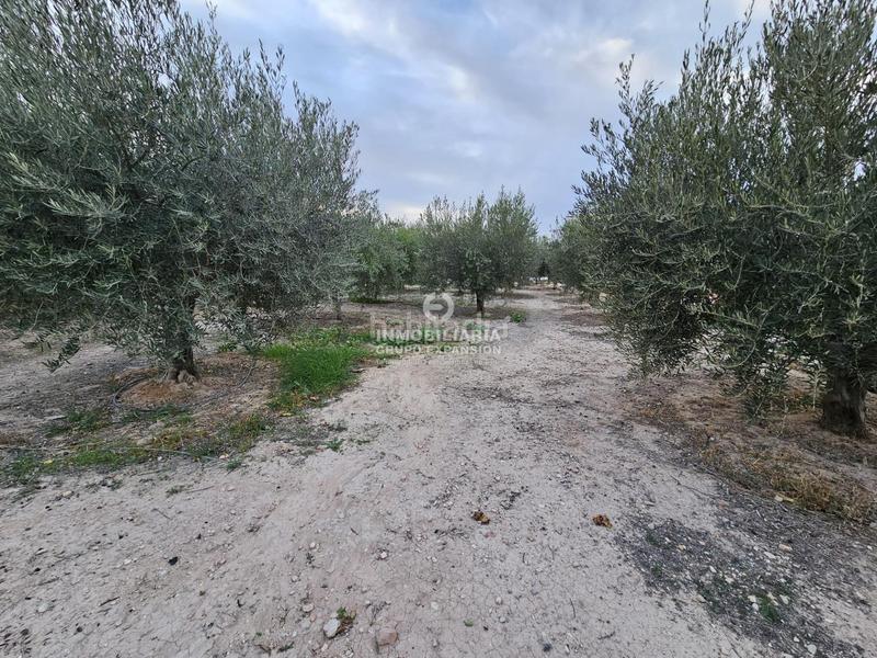 Foto 181c9b0c-95f3-40be-86ff-60c1641a0c66. Chalet in El Castillo Aspe Foto 181c9b0c-95f3-40be-86ff-60c1641a0c66. Chalet in El Castillo Aspe