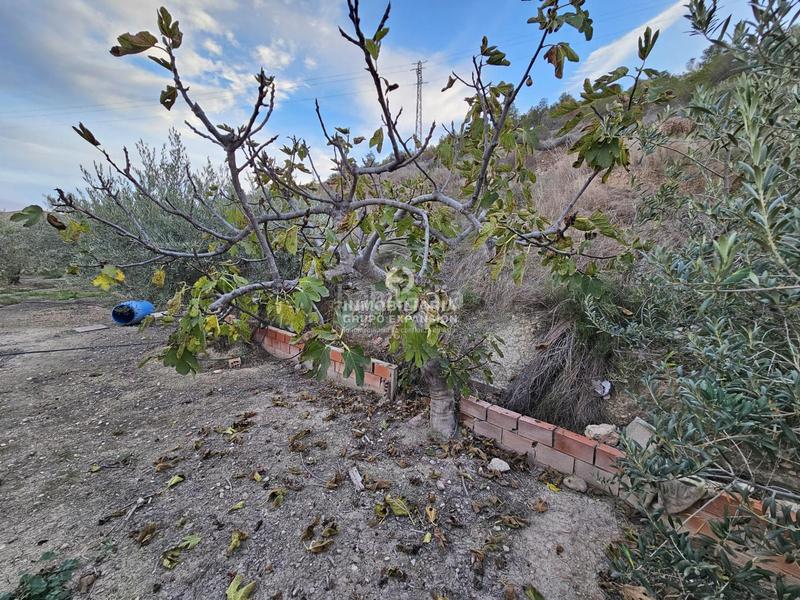 Foto 3ba72b88-064c-4391-ad0b-2208647a65ef. Chalet in El Castillo Aspe Foto 3ba72b88-064c-4391-ad0b-2208647a65ef. Chalet in El Castillo Aspe