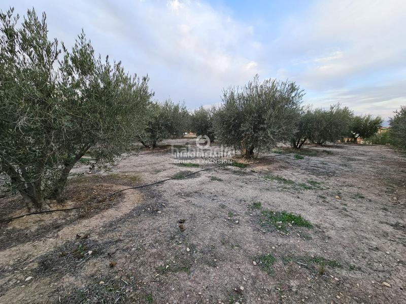 Foto 840362db-5d72-41b6-8a29-3a61eb0bedaa. Chalet in El Castillo Aspe Foto 840362db-5d72-41b6-8a29-3a61eb0bedaa. Chalet in El Castillo Aspe