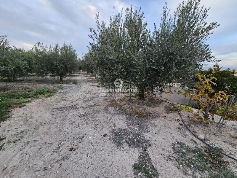 Foto fc0a3356-61e2-4c7b-988a-b7676fce1560. Chalet in El Castillo Aspe Foto fc0a3356-61e2-4c7b-988a-b7676fce1560. Chalet in El Castillo Aspe