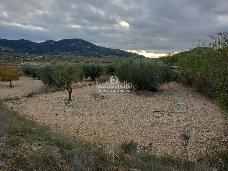 Foto 4d1adfb9-eacb-4455-9f1e-5c96f6575fe0. Chalet in Romana (la) Foto 4d1adfb9-eacb-4455-9f1e-5c96f6575fe0. Chalet in Romana (la)
