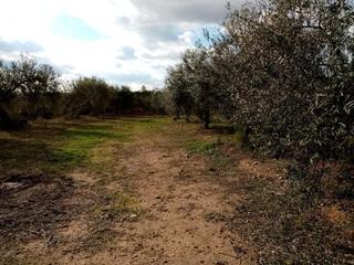 Finca rústica a Lantarón. Arahal (sevilla). paraje montefrange y molinilla. polígono 5. Finca rústica a Lantarón. Arahal (sevilla). paraje montefrange y molinilla. polígono 5.