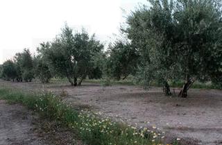 Fondo rustico N/a. Villacarrillo (jaén). paraje "arroturas". polígono 40. Fondo rustico N/a. Villacarrillo (jaén). paraje "arroturas". polígono 40.